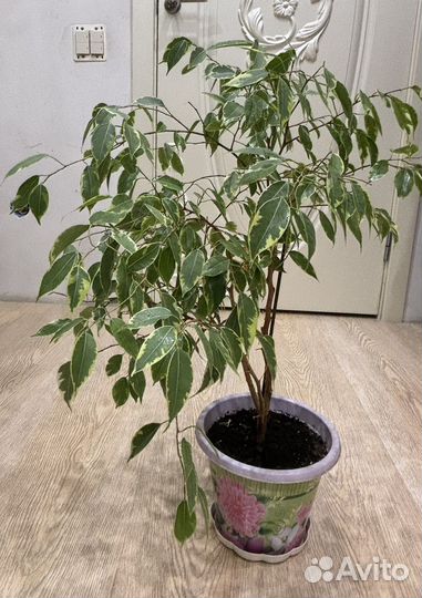 Бенджамина