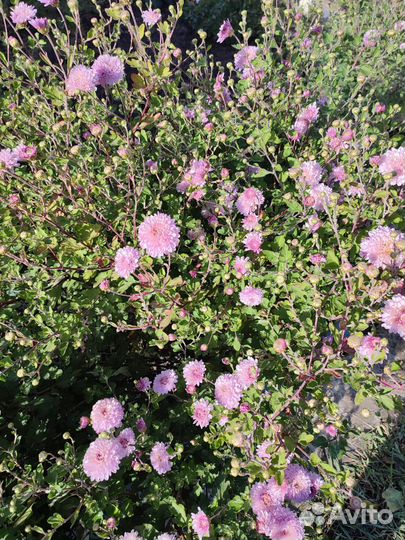 Хризантема корейская, кустовая