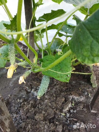 Вишня, смородина, малина,абрикос свежий