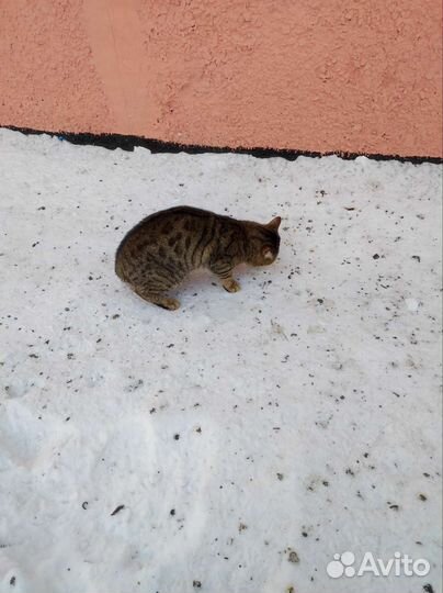Кот бесплатно, ищем хозяина