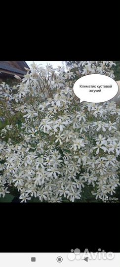 Клематисы(семена)