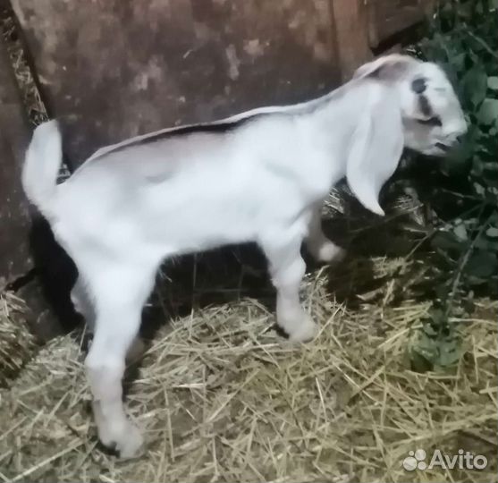 Англо нубийский козлик