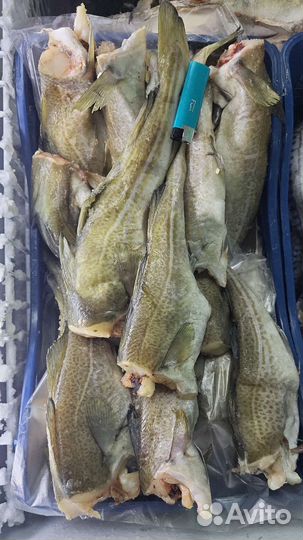 Хвост рыбный (Форель, Кета, Горбуша)