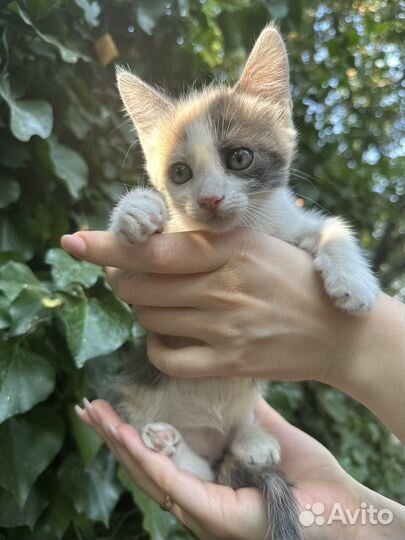 Кошка трехцветная