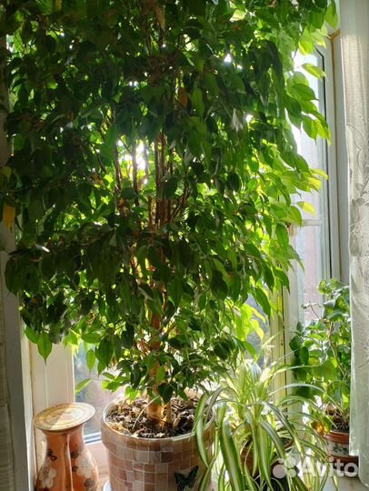 Замиокулькас