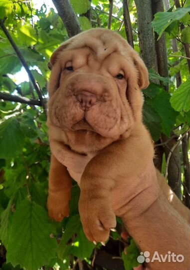 Щенки шарпей