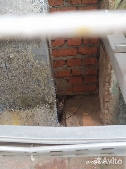 Кошка с котятами, передержка или дом