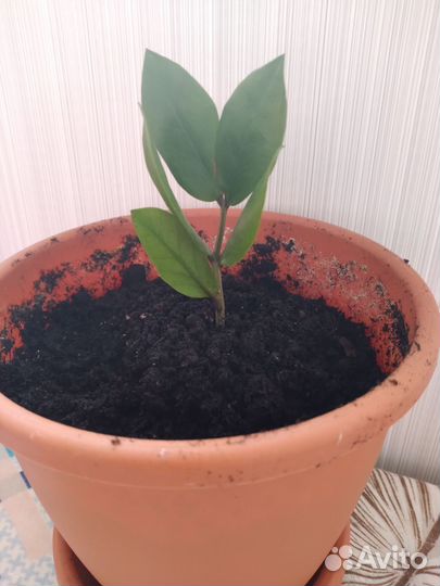 Долоровое дерево