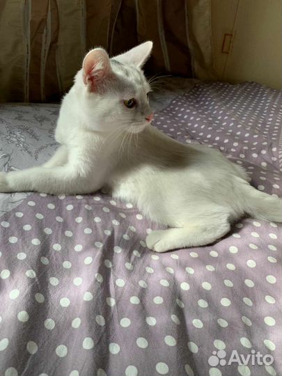 Кошка в дар бесплатно