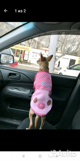Костюм для собак и кошек