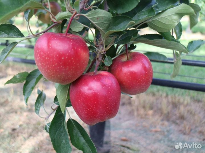 Саженцы яблони М-9