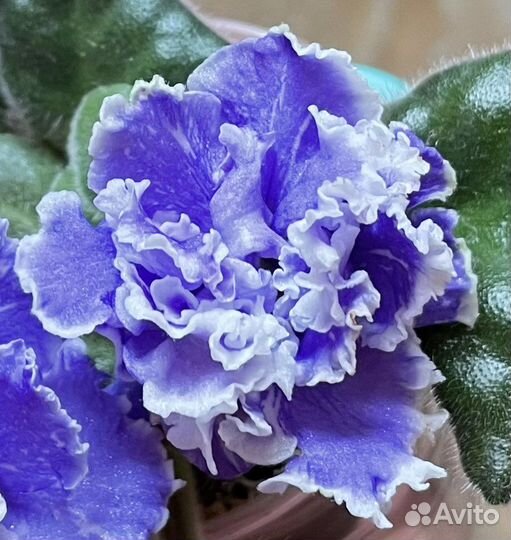 Сортовые фиалки лист срезом