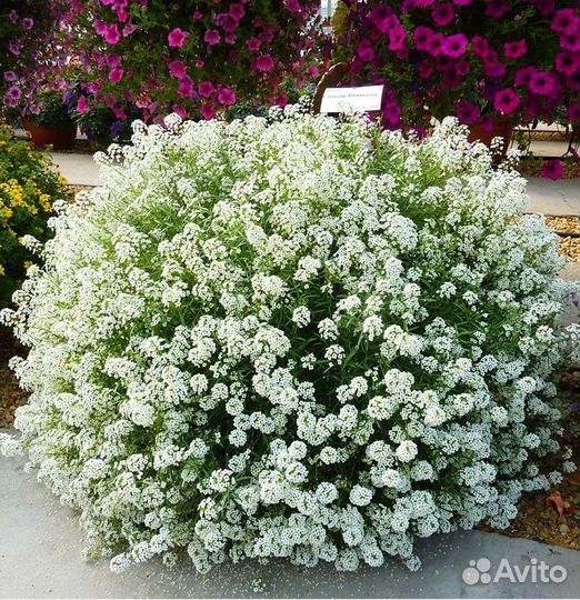 Алиссум Сноу Принцесс и другие Доставка