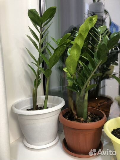 Комнатные домашние растения