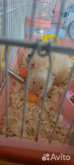 Сирийский хомяк