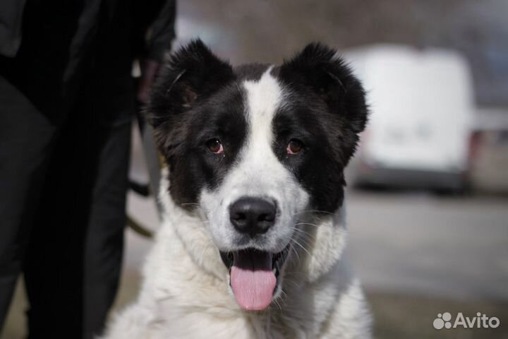 Среднеазиатская овчарка