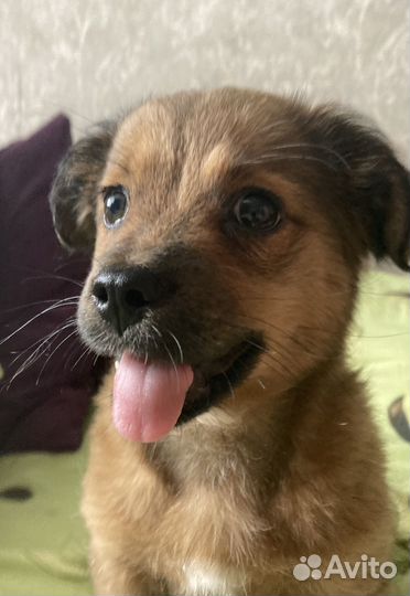 Собака в добрые руки щенок девочка