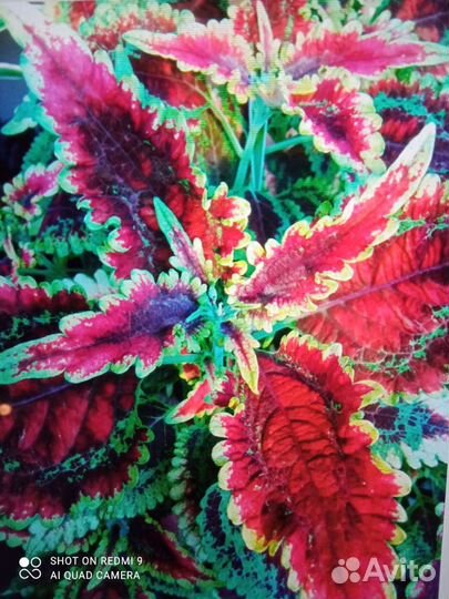 Колеус, сорта разные обмен