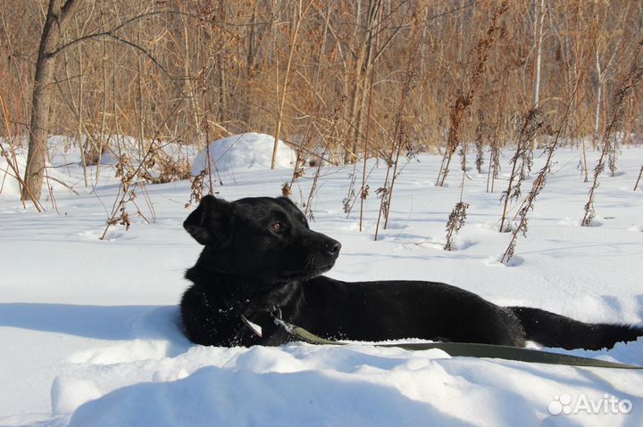 В добрые руки