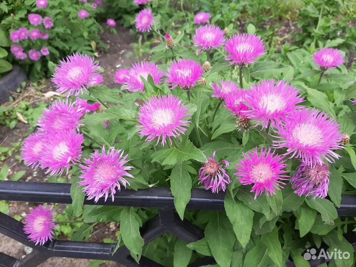 Многолетники