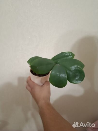 Замиокулькас долларовое дерево