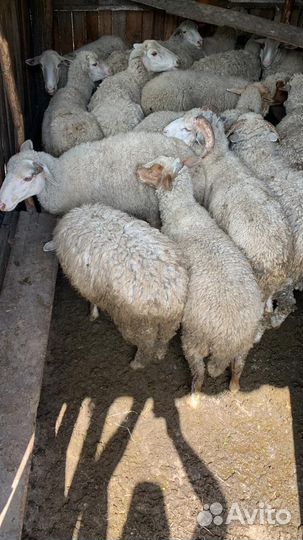 Овцы и бараны