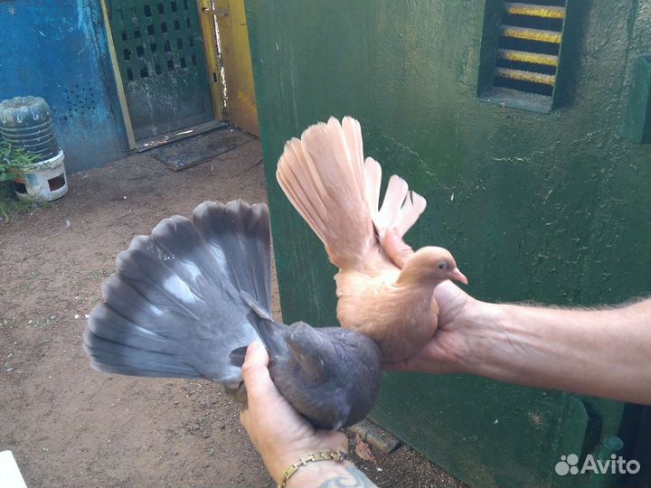 Голуби николаевский