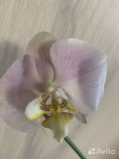 Орхидея фаленопсис