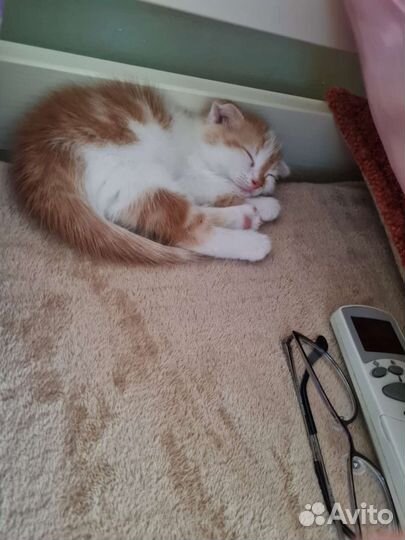 Котик и кошечка