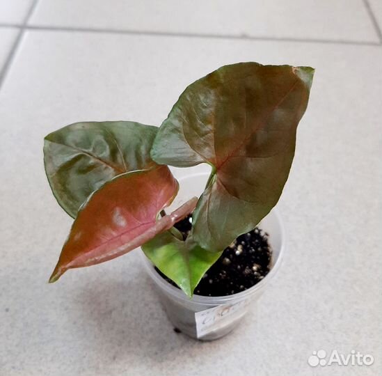 Сингониумы сортовые. Комнатные цветы