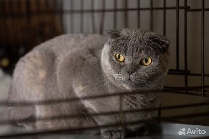 Британская кошечка Лорел в добрые руки