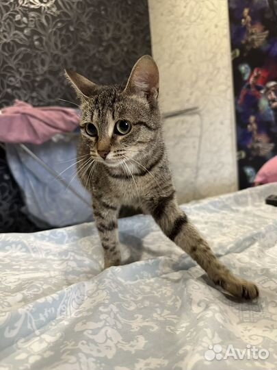 Кошка