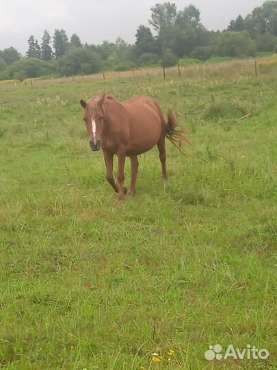 Коровы, телята, лошади