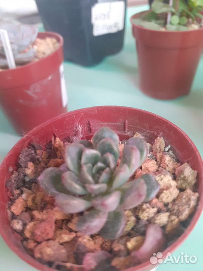 Суккуленты