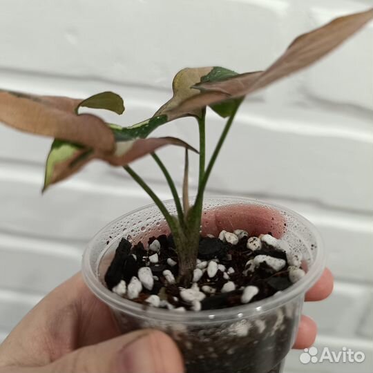 Сингониум ред спот триколор