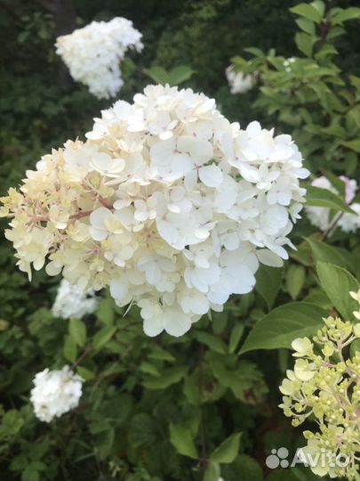 Гортензия