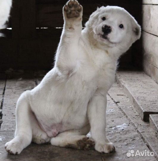 Зоотакси от 500. Доставка по Москве, РФ и миру