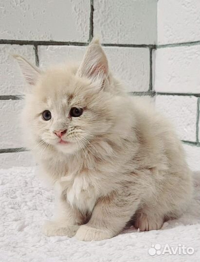 Котята мейн-кун