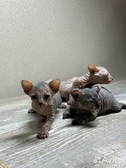 Котята сфинкс