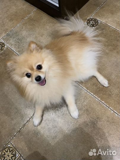 Немецкий шпиц. Вязка. Жених