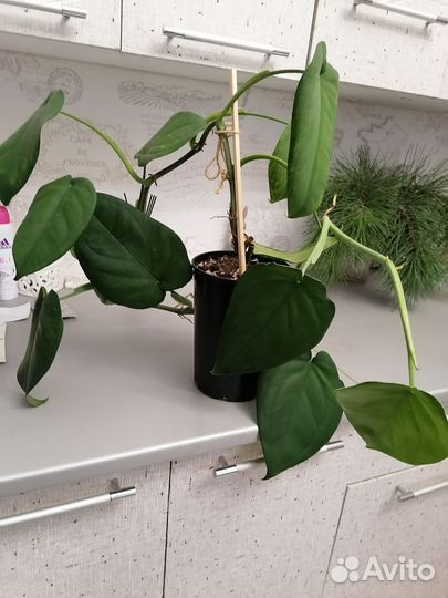 Сингониумы