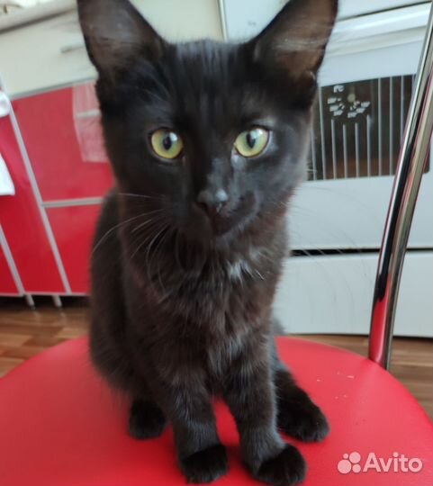 Котята для вас