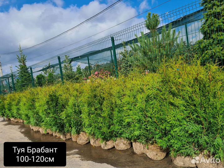 Купить Тую Брабант в Воронеже