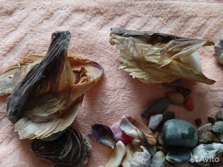 Камешки, ракушки