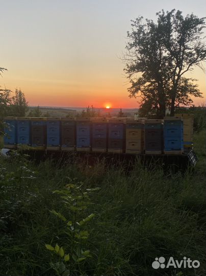 Продается пасека