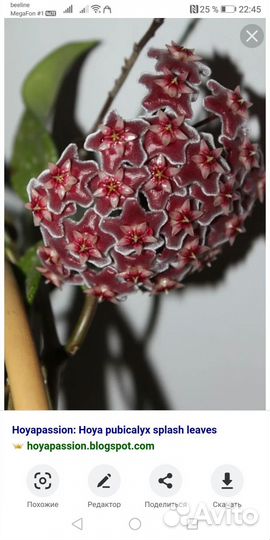 Клеродендрум инерме