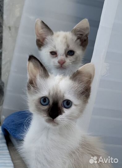 Кошка в дар