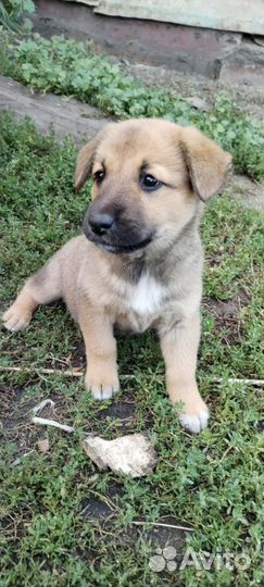 Собака в добрые руки отдам бесплатно