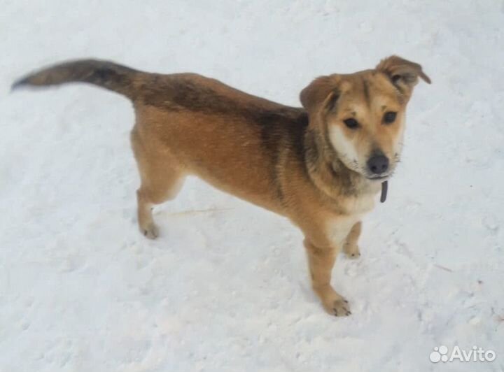 Ликка - стерильная собачка 1,5 года в дар, привит