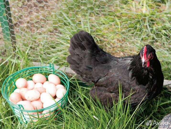 Яйцо инкубационное